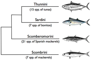 La conservazione e la gestione dei tonni e specie simili: stabilire priorità di ricerca sulla storia della vita